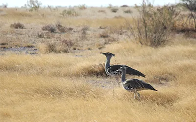 footage of the Kori Bastard bird in ethodha national park